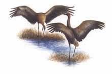 Luck: The Story of a Sandhill Crane