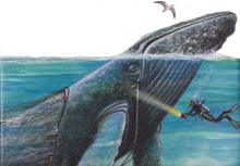 Trapped! A Whale’s Rescue